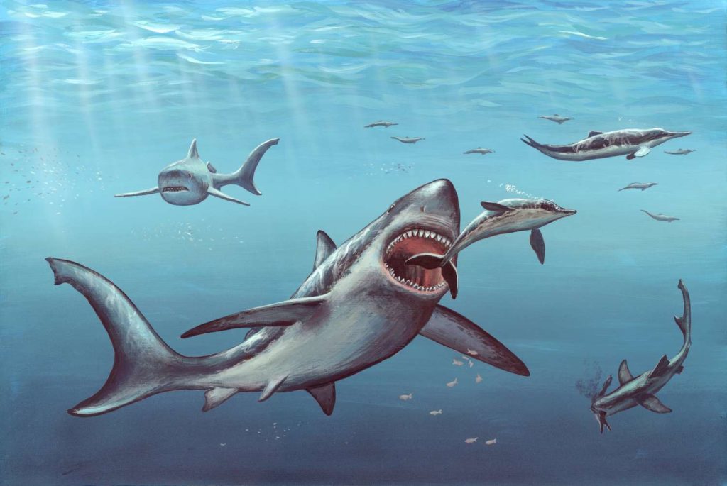 Megalodon Shark vs Blue Whale